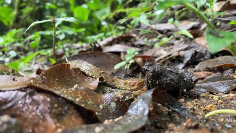Snake-moving-towards-camera---Pit-viper-Jararaca-young-snake-moving-with-heads-up-on-atlantic-forest-floor