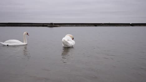 Swan-swimming-in-slow-motion-on-a-cold-winter-lake,-while-another-grooms-itself