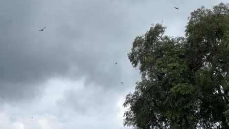 Flock-of-swallows-flying-near-tree-under-cloudy-sky