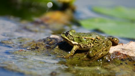 Wild-Green-Frog-moving-on-rock-in-pond-during-sunny-day-outdoors,close-up