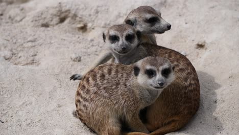 Close-up-shot-of-cute-meerkat-family-cuddling-together-on-sandy-terrain-in-zoo