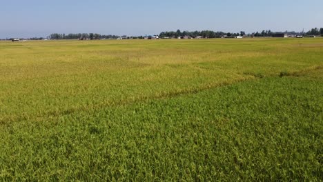 Ein-Tiefflug-über-Die-Schönen-Reisfelder,-Die-Zur-Ernte-Bereit-Sind