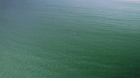 Antenne-Von-Delphinen,-Die-In-Einer-Schote-Schwimmen