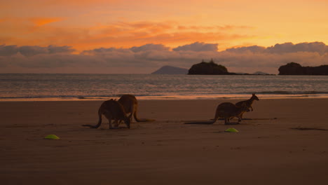 Wild-kangaroos-and-wallabies-feeding-at-a-sandy-beach-at-Cape-Hillsborough-National-Park,-Queensland-at-sunrise-in-4K-UHD