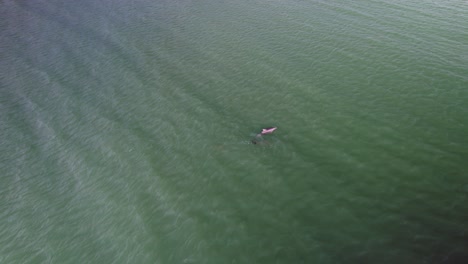 Antena-De-Delfines-Nadando-Con-Gracia-En-Una-Vaina