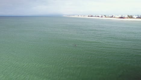 Antena-De-Delfines-Nadando-Frente-A-Playas-De-Arena-Y-Condominios-Frente-Al-Mar