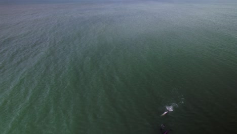 Aerial-of-dolphin-swimming-upside-down