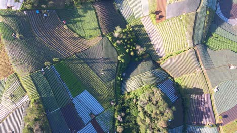 Aerial-top-down-flight-over-colorful-vegetable-plantation-during-sunny-day-with-pattern