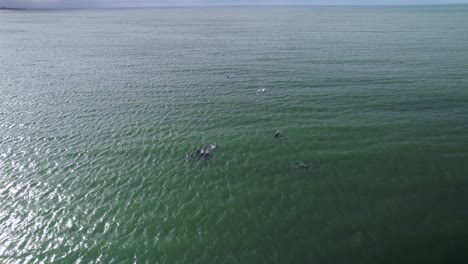 Antenne,-Die-Mehreren-Delfinen-Folgt,-Die-Als-Schote-Im-Ozean-Schwimmen