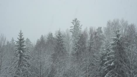 Nadelwald-Im-Schneefall---Winterliche-Berglandschaft---Statisch