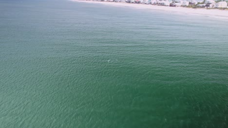 Antena-De-Una-Manada-De-Delfines-Nadando-Frente-A-Playas-De-Arena-Y-Condominios-Frente-Al-Mar