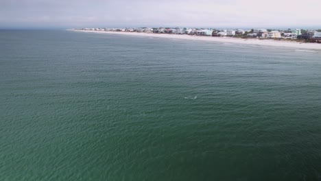 Aerial-of-dolphins-swimming-in-front-of-sandy-beaches-and-ocean-front-condos-at-Cape-San-Blas,-Florida