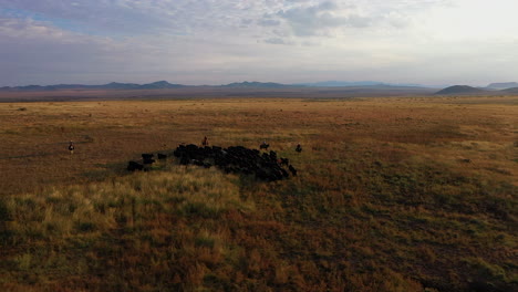 Drone-footage-of-cattle-in-a-beautiful-golden-valley-with-mountains-in-the-background