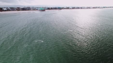 Aerial-of-dolphin-jumping-in-front-of-sandy-beaches-and-ocean-front-condos