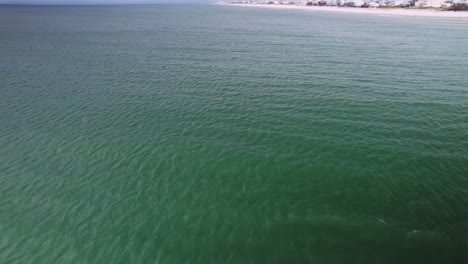 Antena-De-Una-Manada-De-Delfines-Nadando-Frente-A-Playas-De-Arena-Y-Condominios-Frente-Al-Mar