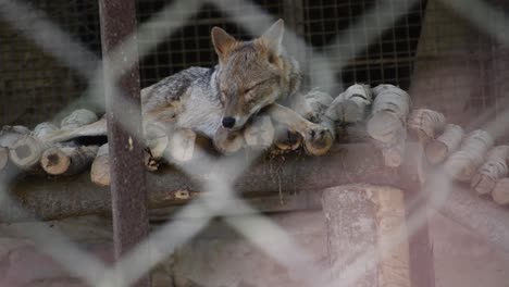 View-of-jackal-sleeping-inside-a-cage-in-a-zoological-park