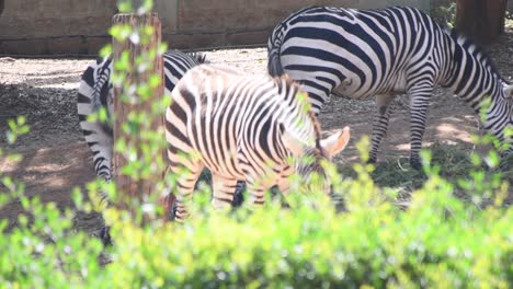 Ein-Paar-Zebras-In-Einem-Zoologischen-Park,-Die-Unter-Einem-Baum-Grasen