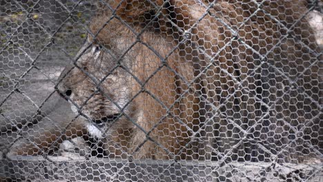 Caged-lion-inside-a-zoological-park
