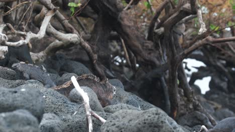 Big-male-marine-iguana-on-the-rocks-in-Isla-Isabela---Galapagos,-Ecuador---Handheld-Shot