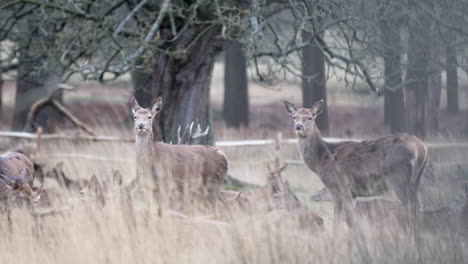 Static-shot-of-couple-of-deer-looking-into-the-camera