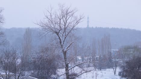 Schneefall-Durch-Den-Baum-Und-Düsteres-Winterwetter-In-Einer-Städtischen-Umgebung