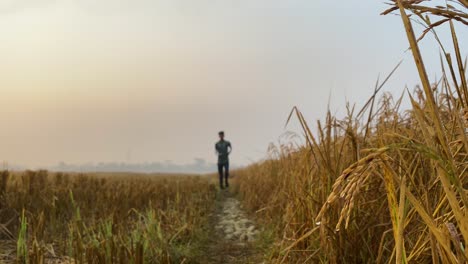 Rice-paddy-field,-closeup-of-plant,-man-on-background-jogging-towards-camera