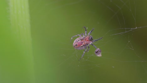 Closeup-of-an-Alpaida-versicolor-spider-on-her-web-with-a-prey