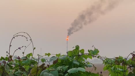 Industrial-Gas-plant-burning-against-sun-sunset,-bush-leaves-on-foreground
