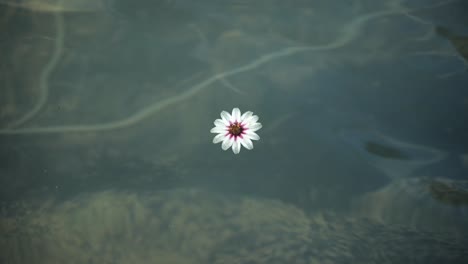 Weiße-Amorpfeilblume,-Die-In-Zeitlupe-Auf-Teichwasser-Schwimmt