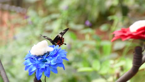 Nahaufnahme-Eines-Schwarzen-Und-Orangefarbenen-Schmetterlings,-Der-Auf-Einer-Blauen-Blume-In-Einem-Zoologischen-Park-Flattert