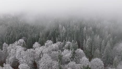 Clouds-and-fog-moving-Static-Shot-Of-Snowy-Scene-Of-Green-Forest-In-Bucegi-Mountains,-Romania