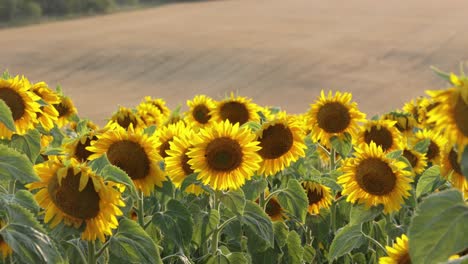 Schöne-Landschaft-Mit-Gelben-Sonnenblumen---Nahaufnahme