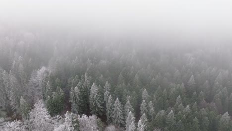 Low-clouds-and-fog-Snowy-Scene-Of-Green-Forest-In-Bucegi-Mountains,-Romania