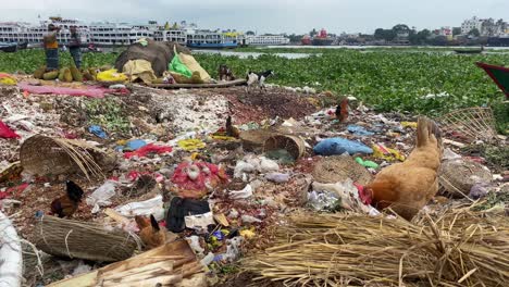 Tiere-Graben-Durch-Müll-Und-Essensreste-In-Müllgrube,-Dhaka,-Bangladesch