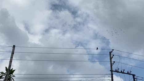 Un-Pájaro-Se-Desliza-Cerca-De-Cables-Telegráficos-Contra-El-Cielo-Nublado