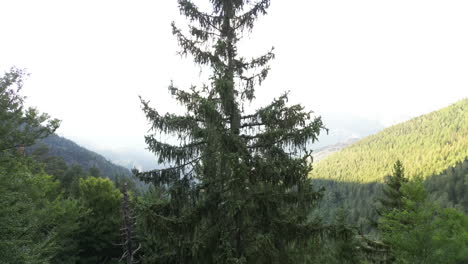 Tiro-De-Drone:-Siguiendo-Un-árbol-Hasta-La-Cima-En-Los-Pirineos-Franceses-Y-La-Cordillera-En-El-Fondo-Mientras-Brilla-El-Sol