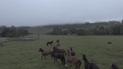 It-is-a-cold-and-cloudy-day-in-the-Boyaca-region-in-the-country-of-Colombia,-an-approach-is-made-to-a-herd-of-brown-and-black-horses,-which-are-surprised-when-the-drone-approaches-them