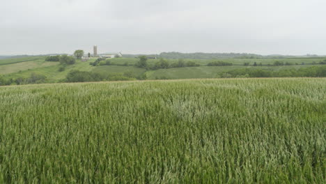 Antenne,-Wind-Weht-Auf-Frischem-Bio-Mais-Landwirtschaftliches-Feld
