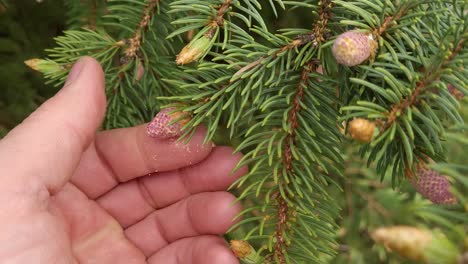 Hand-of-person-touch-spruce-tree-pollen,-close-up-view