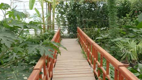 Panning-shot-over-small-wooden-bridge-and-various-green-plants-inside-an-orangery