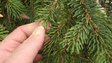 Person-touch-and-spreads-spruce-tree-pollen,-close-up-view