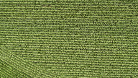 Aerial-top-down,-rows-of-fresh-organic-corn-growing-on-agricultural-farm-field