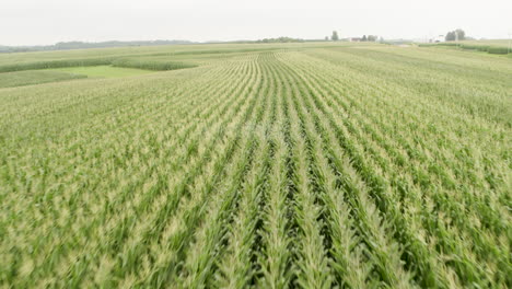 Luft,-Die-über-Reihen-Von-Maisfeldern-In-Landwirtschaftlichen-Betrieben-Fliegt