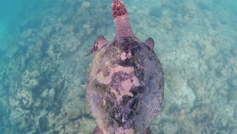 Turtle-filmed-underwater,-in-a-natural-environment