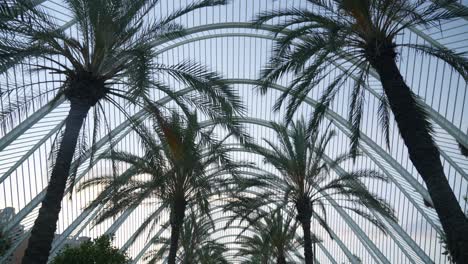 Umbracle-alley-with-palm-trees-in-Valencia,-Spain,-Mya-Club,-pan-up-wide-shot