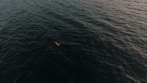 Pelican-Flying-Above-The-Sea-In-Guanacaste,-Costa-Rica-At-Sunset---tracking-shot