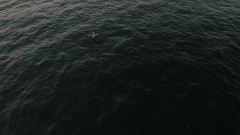 Seabird-Flying-Over-The-Ocean-Water-At-Sunset-In-Guanacaste,-Costa-Rica---drone-shot