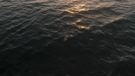 Pelikan,-Der-Bei-Sonnenuntergang-In-Guanacaste,-Costa-Rica,-Auf-Meerwasser-Schwimmt---Luftdrohnenaufnahme
