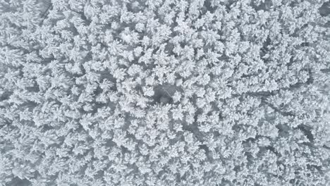 Top-down-view-of-drone-descending-onto-a-forest-covered-in-snow-in-the-Kashubian-District,-Poland