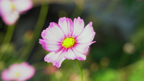 Un-Cosmos-De-Jardín-Que-Florece-Maravillosamente-A-La-Luz-De-La-Mañana-En-Chiang-Mai,-Tailandia